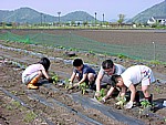 孫たちと夏野菜を植える